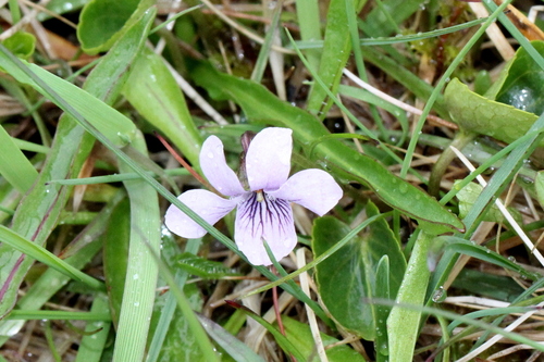 fialka dvojlistá (Viola epipsila)