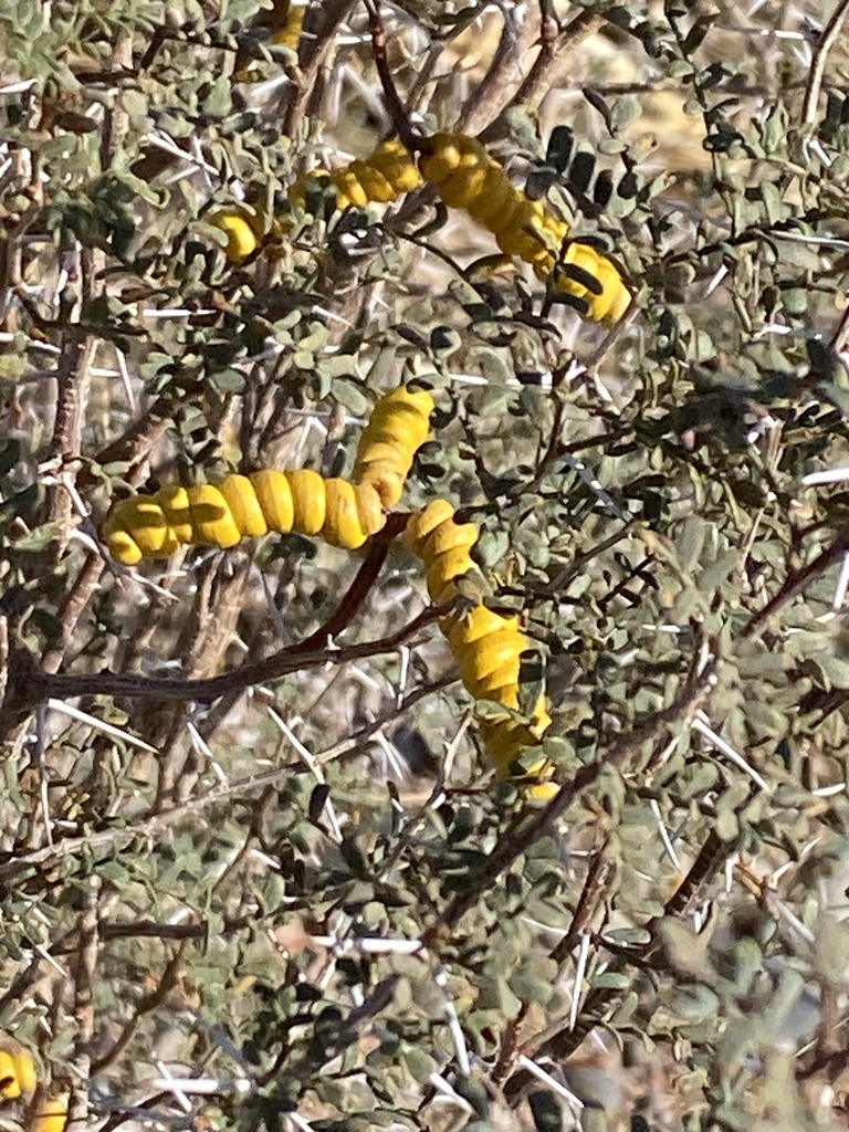 Prosopis strombulifera (Lam.) Benth. 3