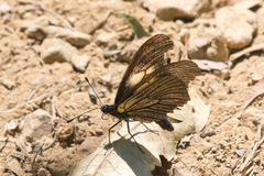 Altinote ozomene nox