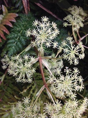 Anisotome haastii