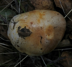 Cortinarius albofragrans