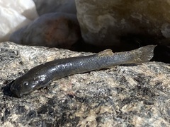 Pencil Catfish photo 3