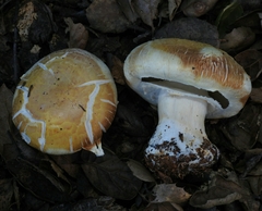 Agaricus cruciquercorum