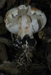 Agaricus cruciquercorum
