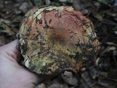 Cortinarius adonis