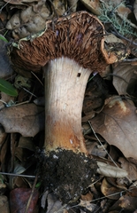Cortinarius adonis