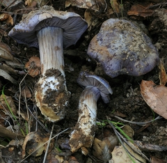 Thaxterogaster purpurascens