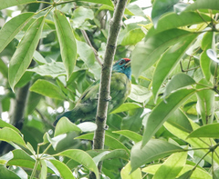 Psilopogon asiaticus