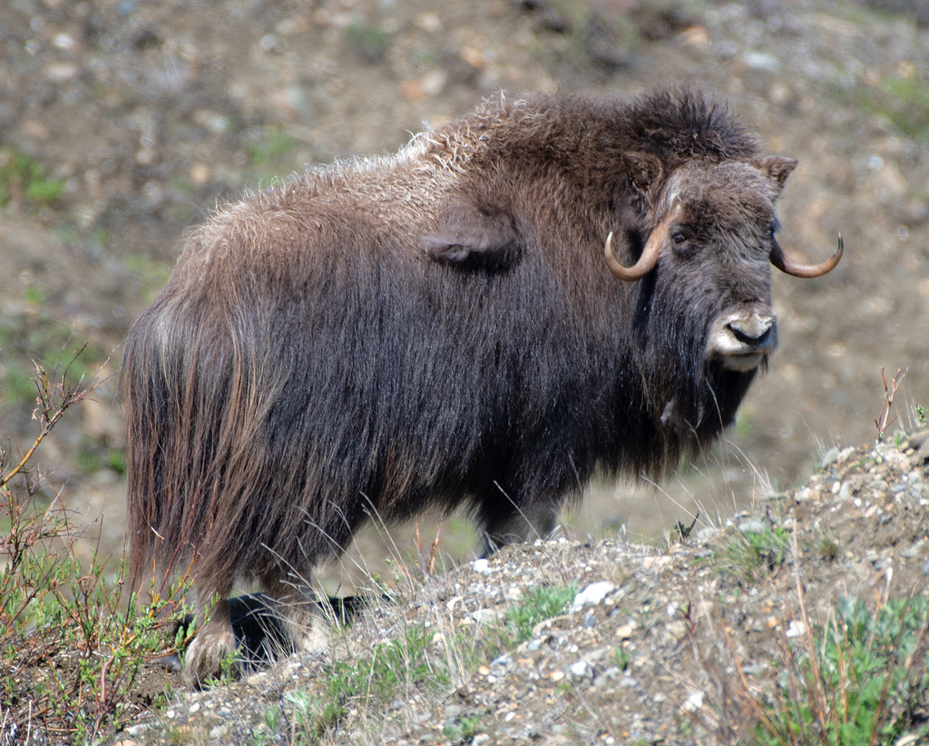 Ovibos moschatus, Nome Census Area, AK, USA, by kbbutler