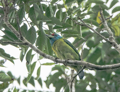 Psilopogon asiaticus