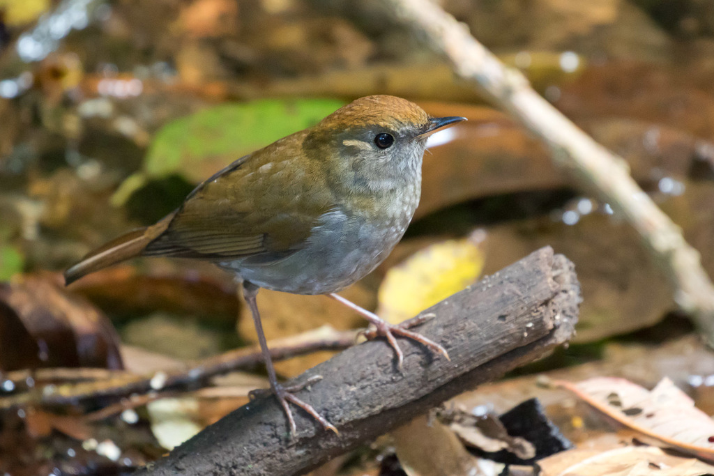 Ruddy-Capped Nightingale-Thrush