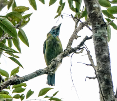 Psilopogon duvaucelii