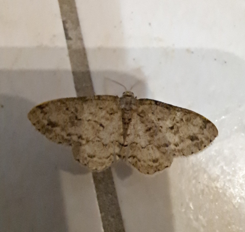 Ectropis crepuscularia