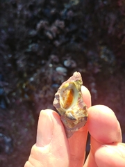 Ocenebrinae