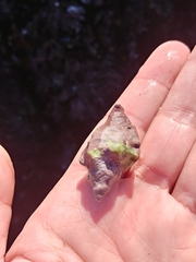 Ocenebrinae