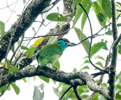 Psilopogon asiaticus