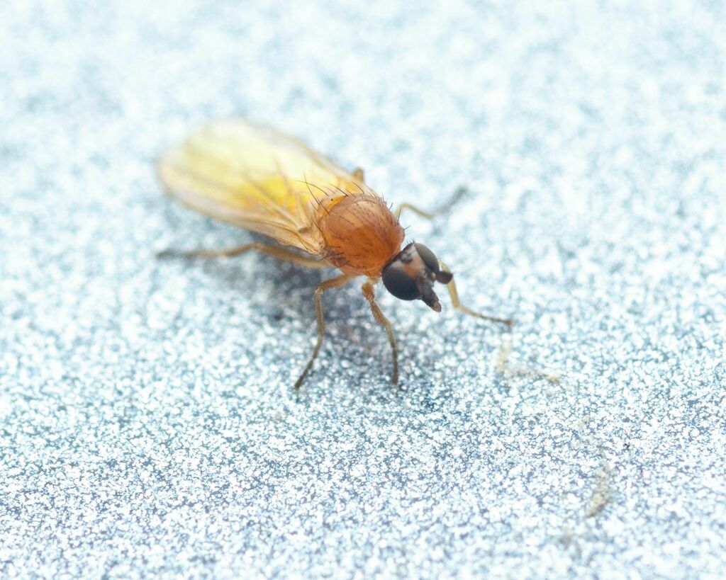 Anthalia
