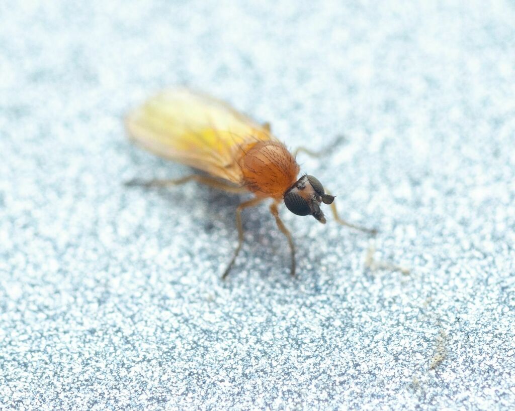 Anthalia bulbosa