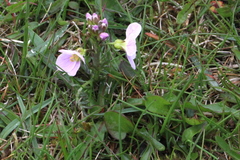 Cardamine polemonioides
