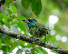 Psilopogon asiaticus