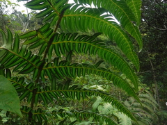 Cyathea horrida