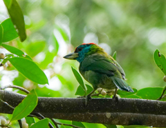 Psilopogon asiaticus