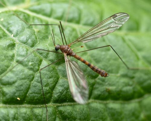 Dolichopeza tridenticulata