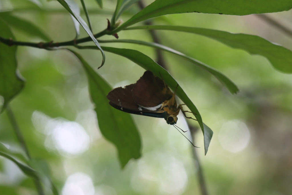 Astraptes viracocha