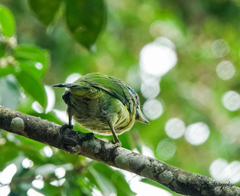 Psilopogon asiaticus