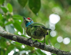 Psilopogon asiaticus