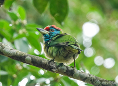 Psilopogon asiaticus