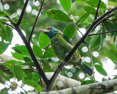 Psilopogon asiaticus