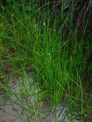 Eleocharis elegans
