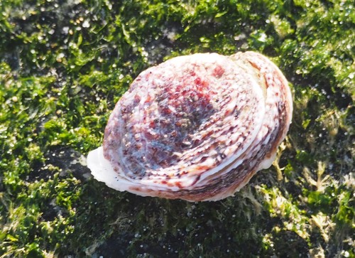 Reversed Chama (China Cove Organisms) · iNaturalist