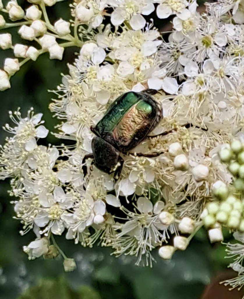 Noble Chafer from 50620 Cavigny, France on July 10, 2023 at 01:29 PM by ...