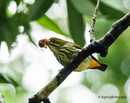Pachyglossa chrysorrhea