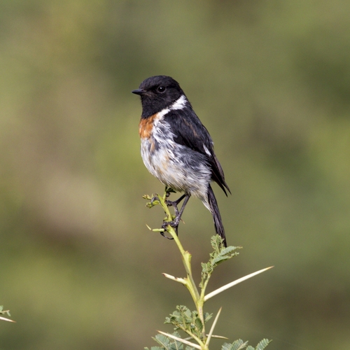 African Stonechat