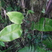 Elaphoglossum crinitum - Photo (c) Martin Reith, alguns direitos reservados (CC BY-NC), uploaded by Martin Reith