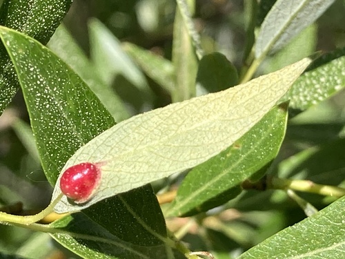 iNaturalist observation photo of Willow Apple Gall Sawfly