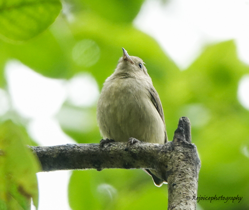 Plain Flowerpecker (Dicaeum minullum), photo 9