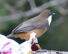 Pterorhinus albogularis