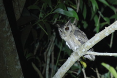 Otus bakkamoena
