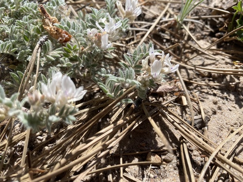 San Juan milkvetch (Astragalus chuskanus)
