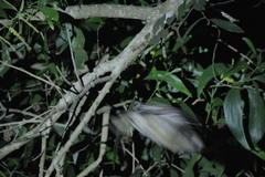 Otus bakkamoena