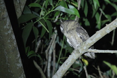 Otus bakkamoena