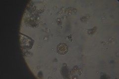 Coscinodiscophycidae