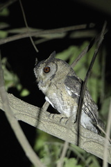 Otus bakkamoena