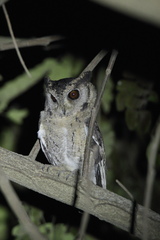 Otus bakkamoena