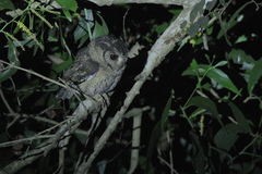 Otus bakkamoena