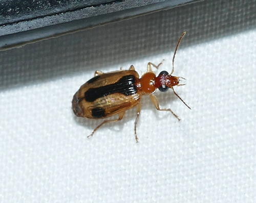 Lebia miranda